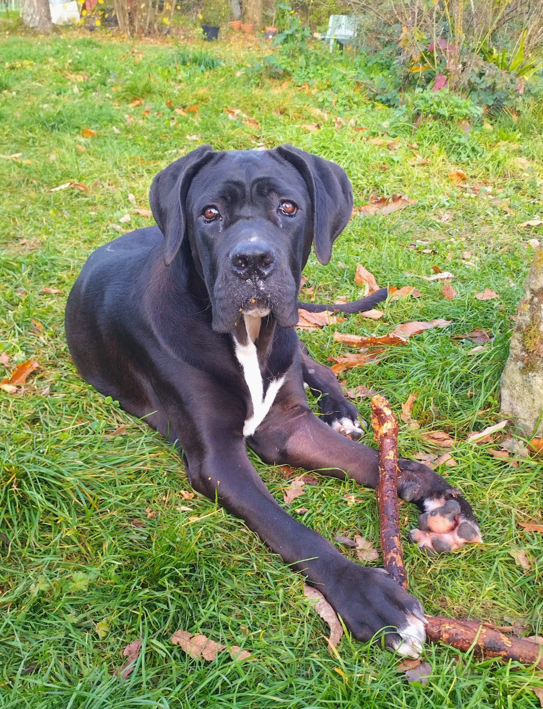 Aphrodite Des Seigneurs De Sparte