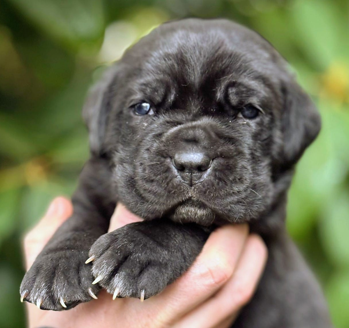 De La Tribu Amazone - Chiots disponibles - Cane Corso