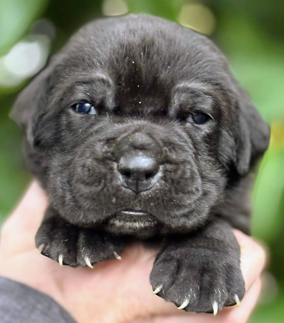De La Tribu Amazone - Chiots disponibles - Cane Corso