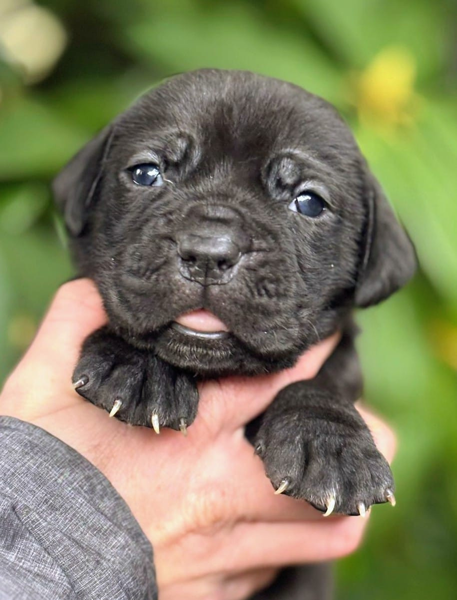 De La Tribu Amazone - Chiots disponibles - Cane Corso
