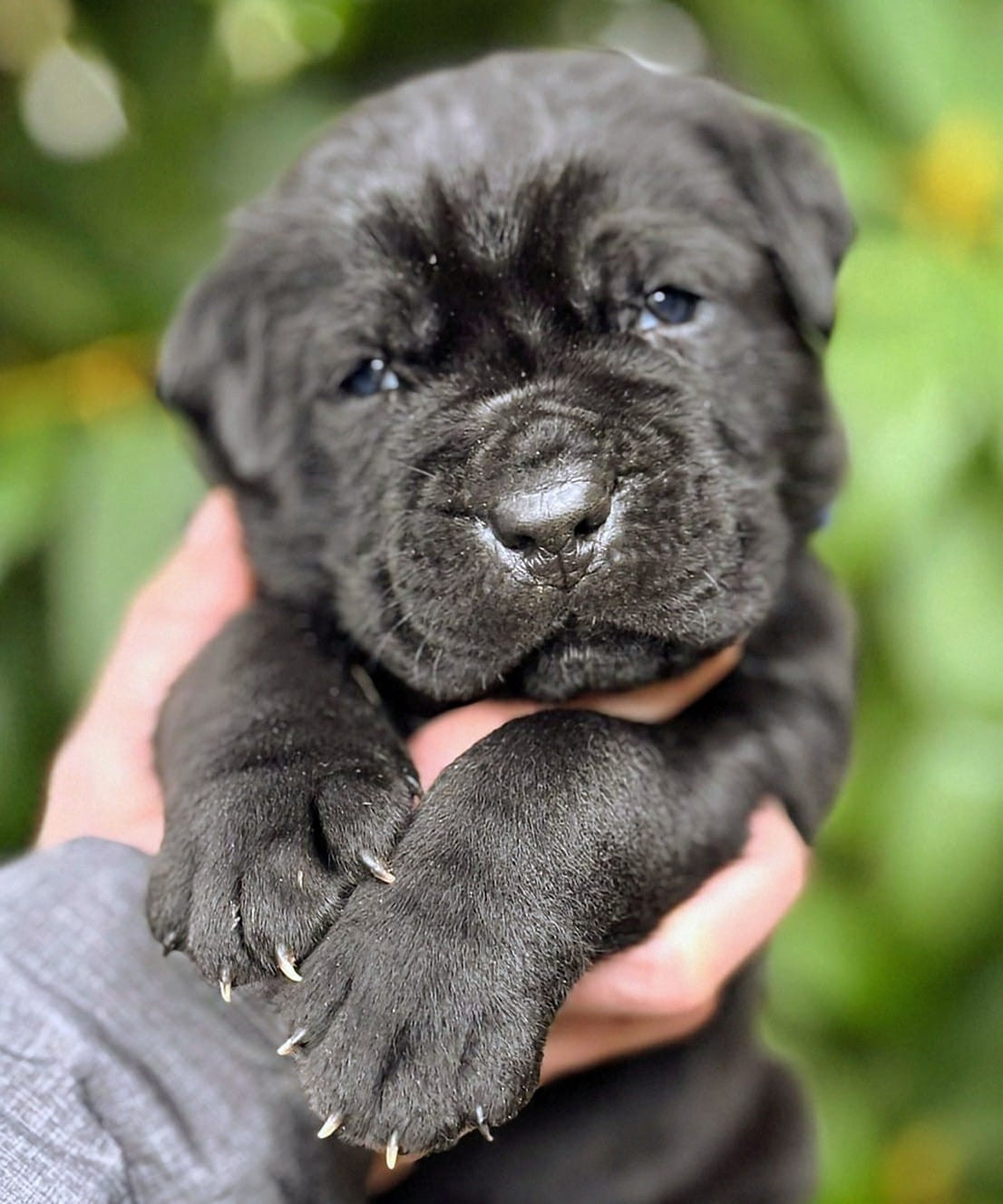 De La Tribu Amazone - Chiots disponibles - Cane Corso