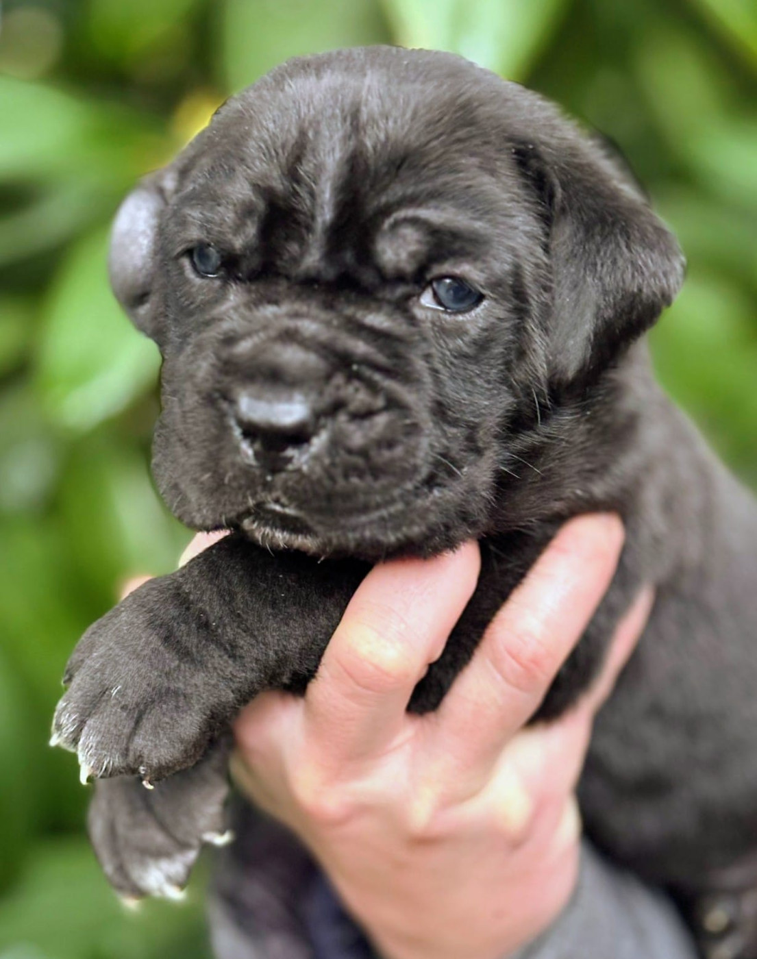 De La Tribu Amazone - Chiots disponibles - Cane Corso