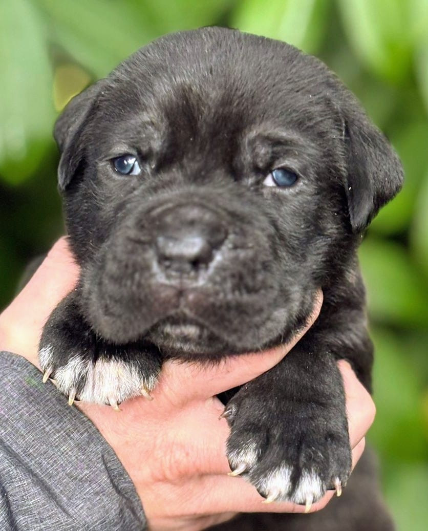 De La Tribu Amazone - Chiots disponibles - Cane Corso