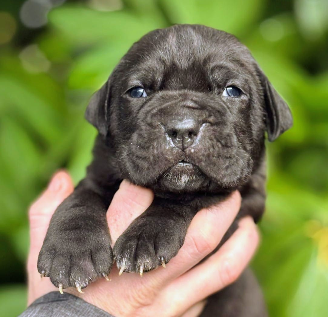 De La Tribu Amazone - Chiots disponibles - Cane Corso