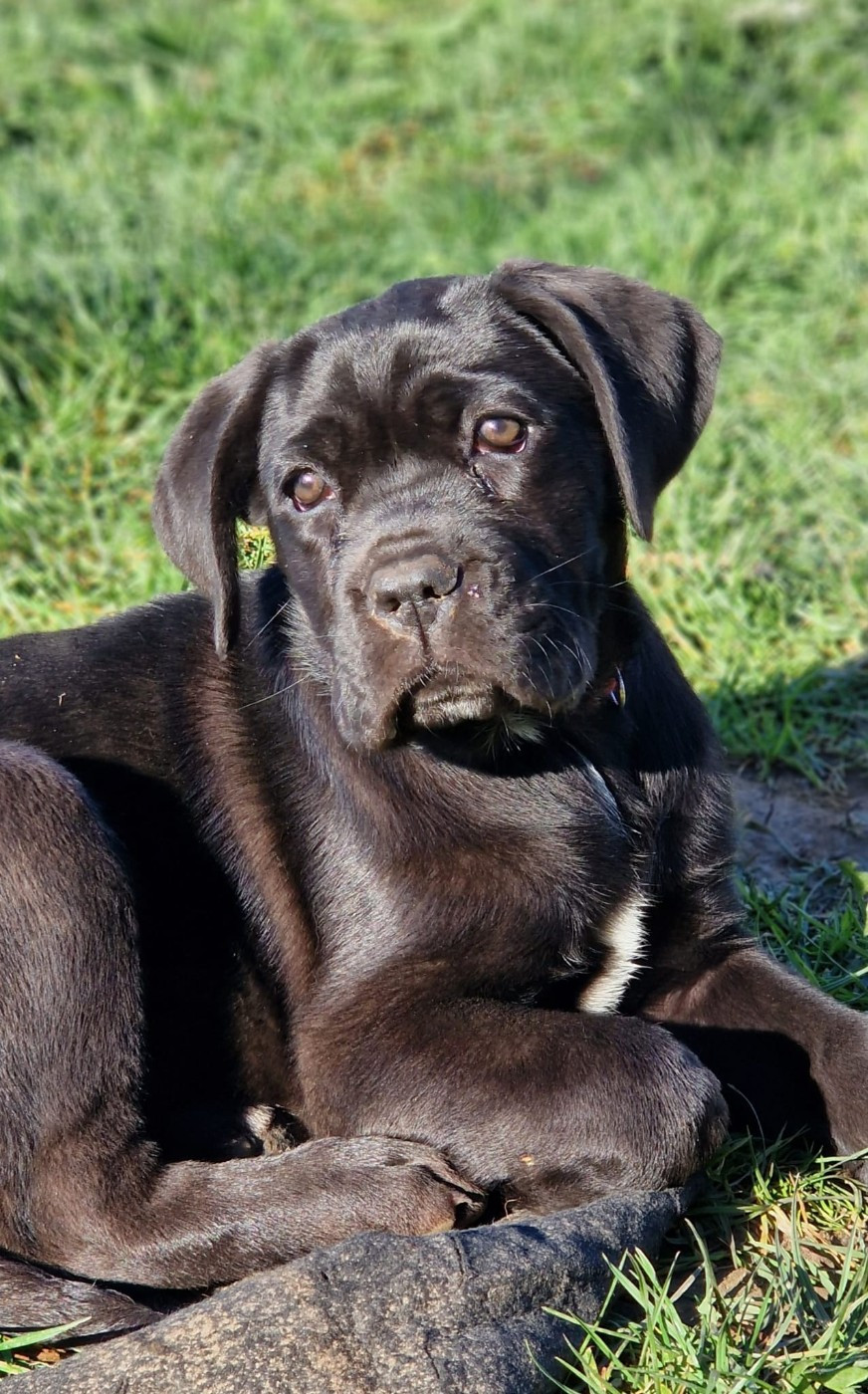 De La Tribu Amazone - Chiots disponibles - Cane Corso