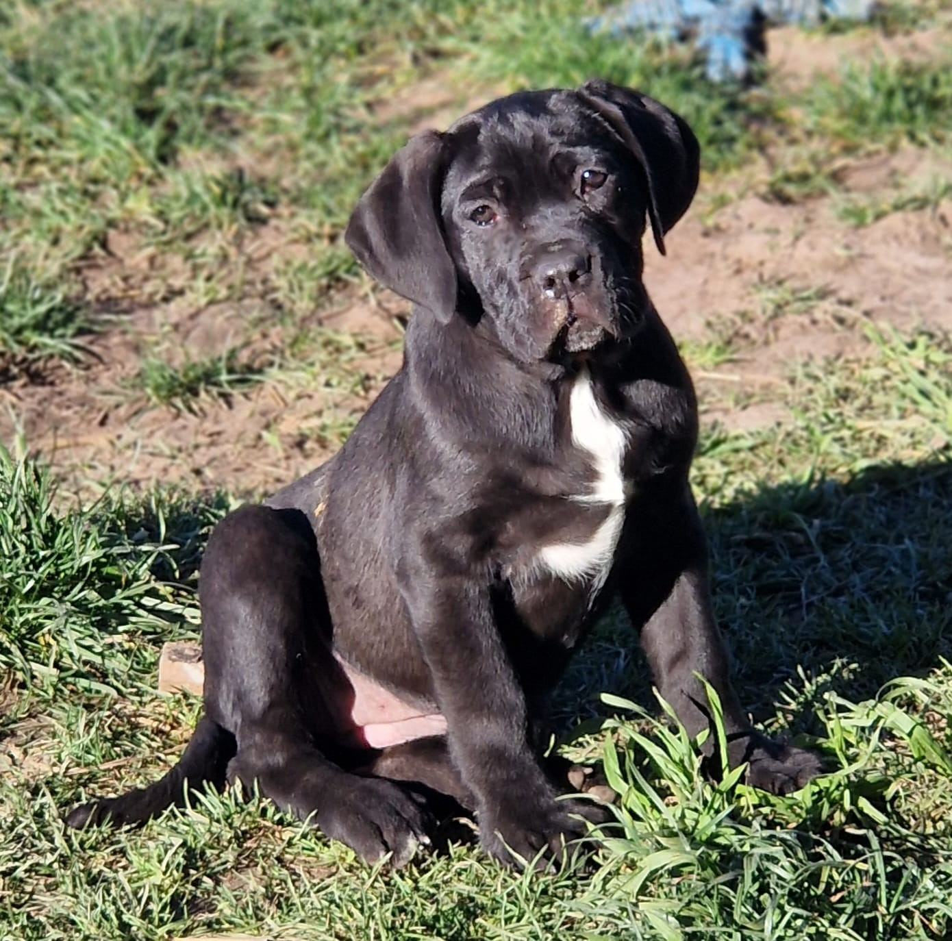 De La Tribu Amazone - Chiots disponibles - Cane Corso