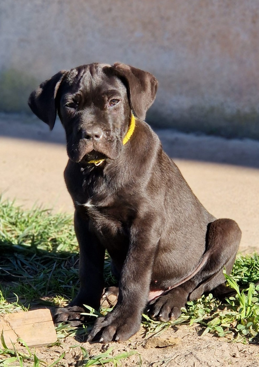 De La Tribu Amazone - Chiots disponibles - Cane Corso