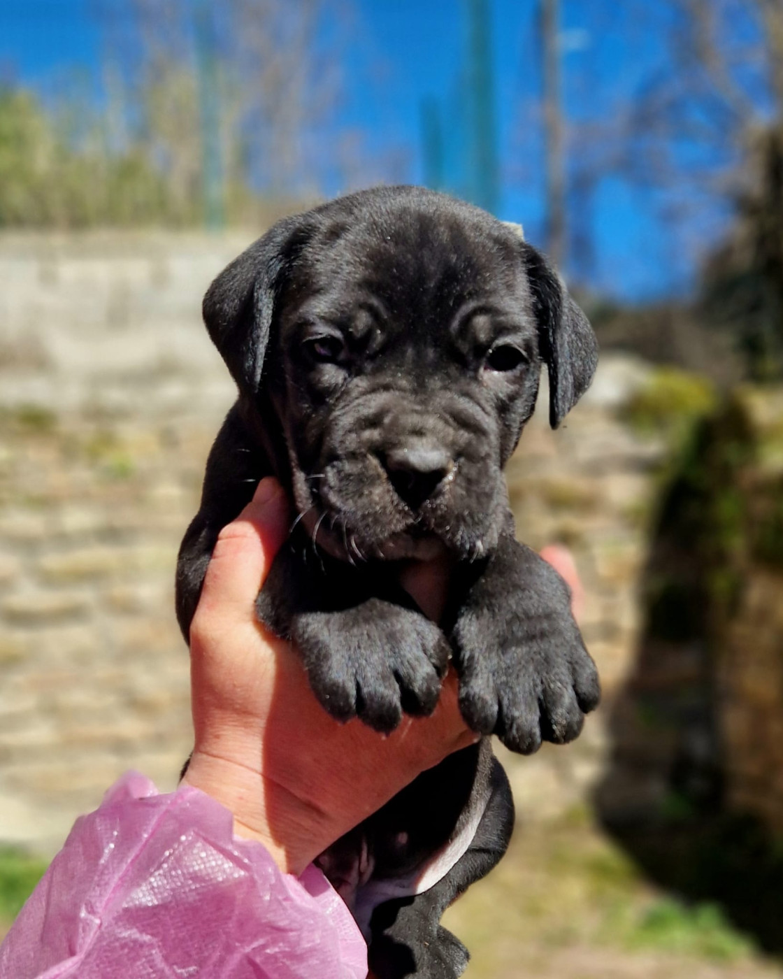 De La Tribu Amazone - Chiots disponibles - Cane Corso