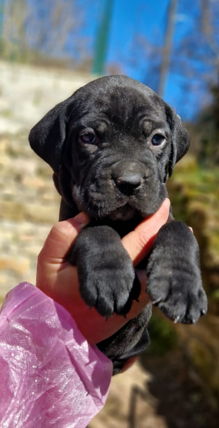 De La Tribu Amazone - Chiots disponibles - Cane Corso