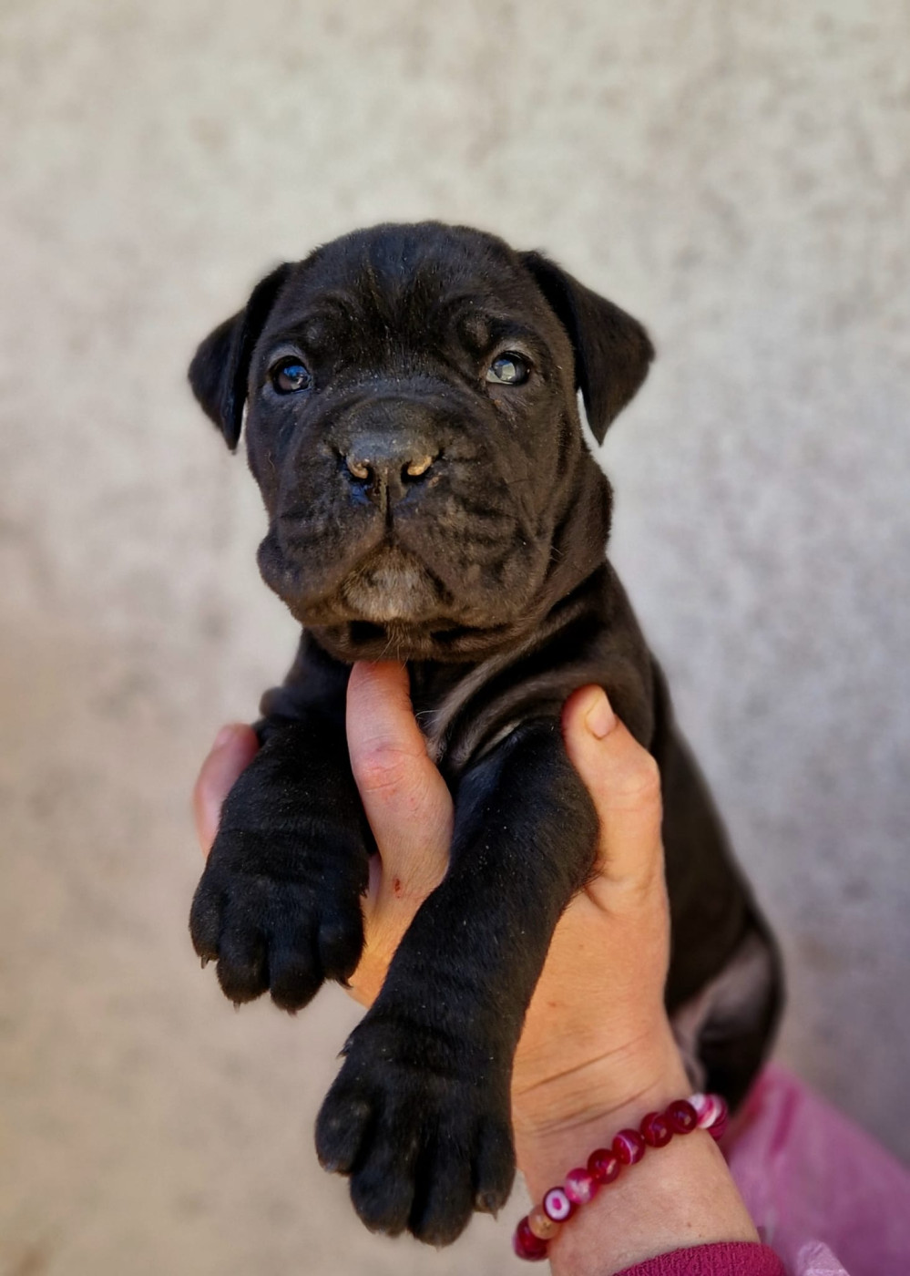 De La Tribu Amazone - Chiots disponibles - Cane Corso