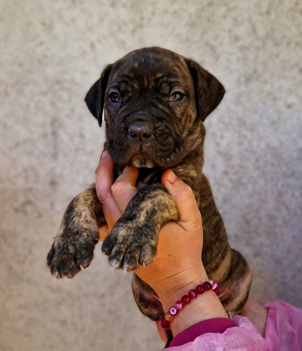 De La Tribu Amazone - Chiots disponibles - Cane Corso