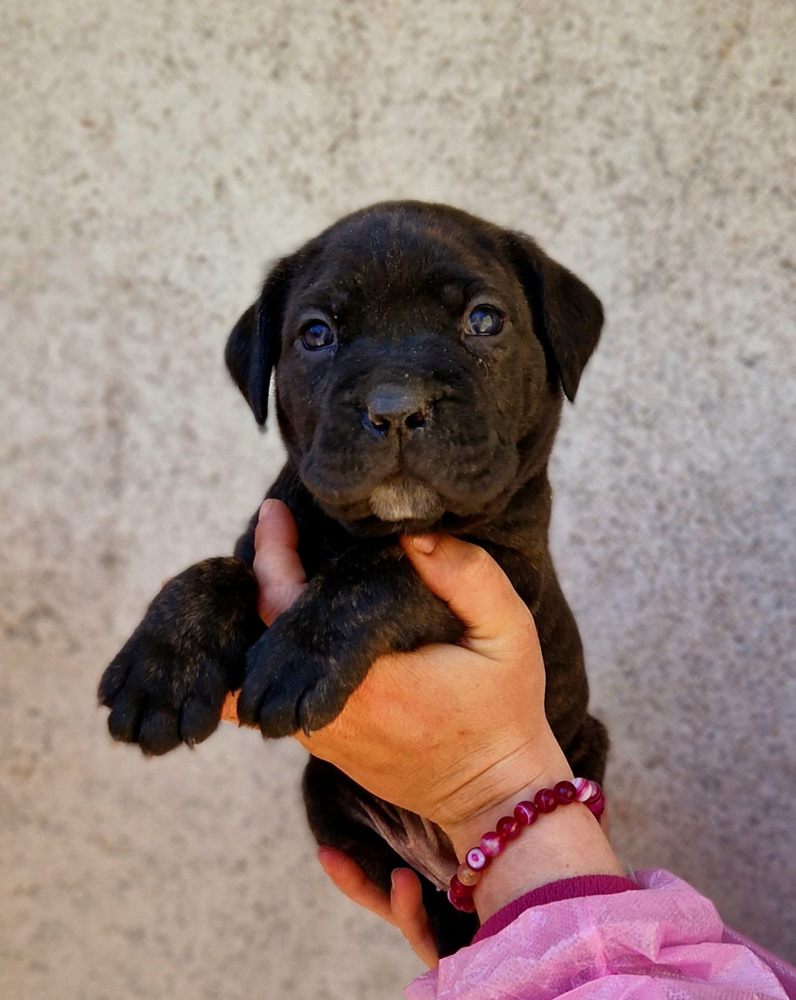 De La Tribu Amazone - Chiots disponibles - Cane Corso