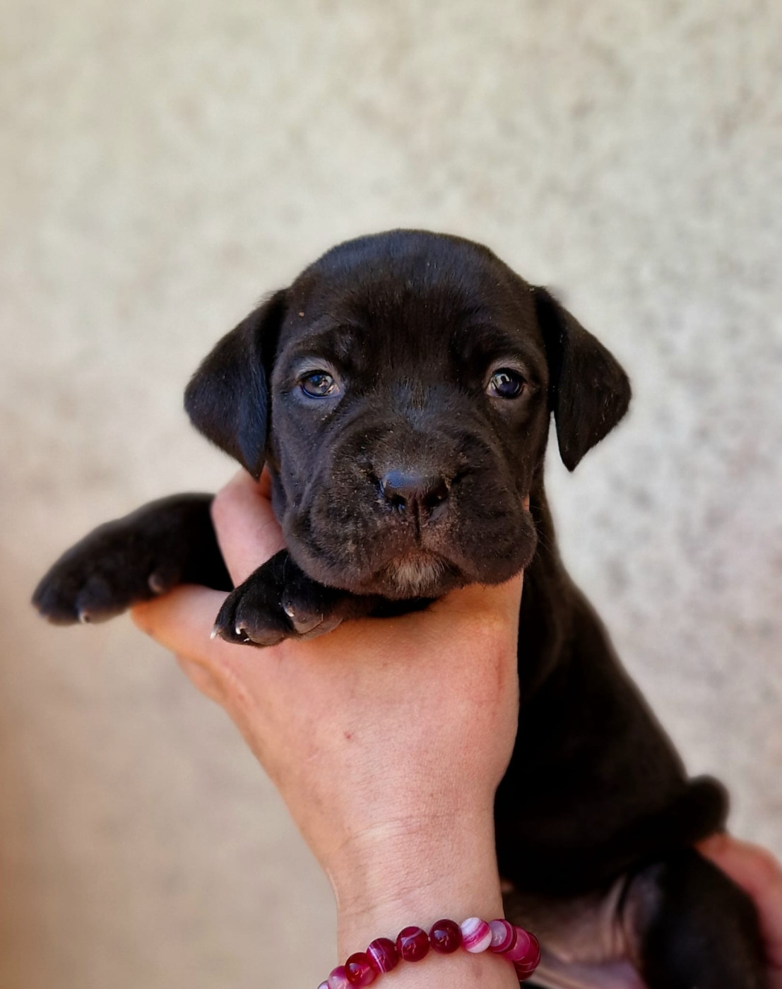 De La Tribu Amazone - Chiots disponibles - Cane Corso