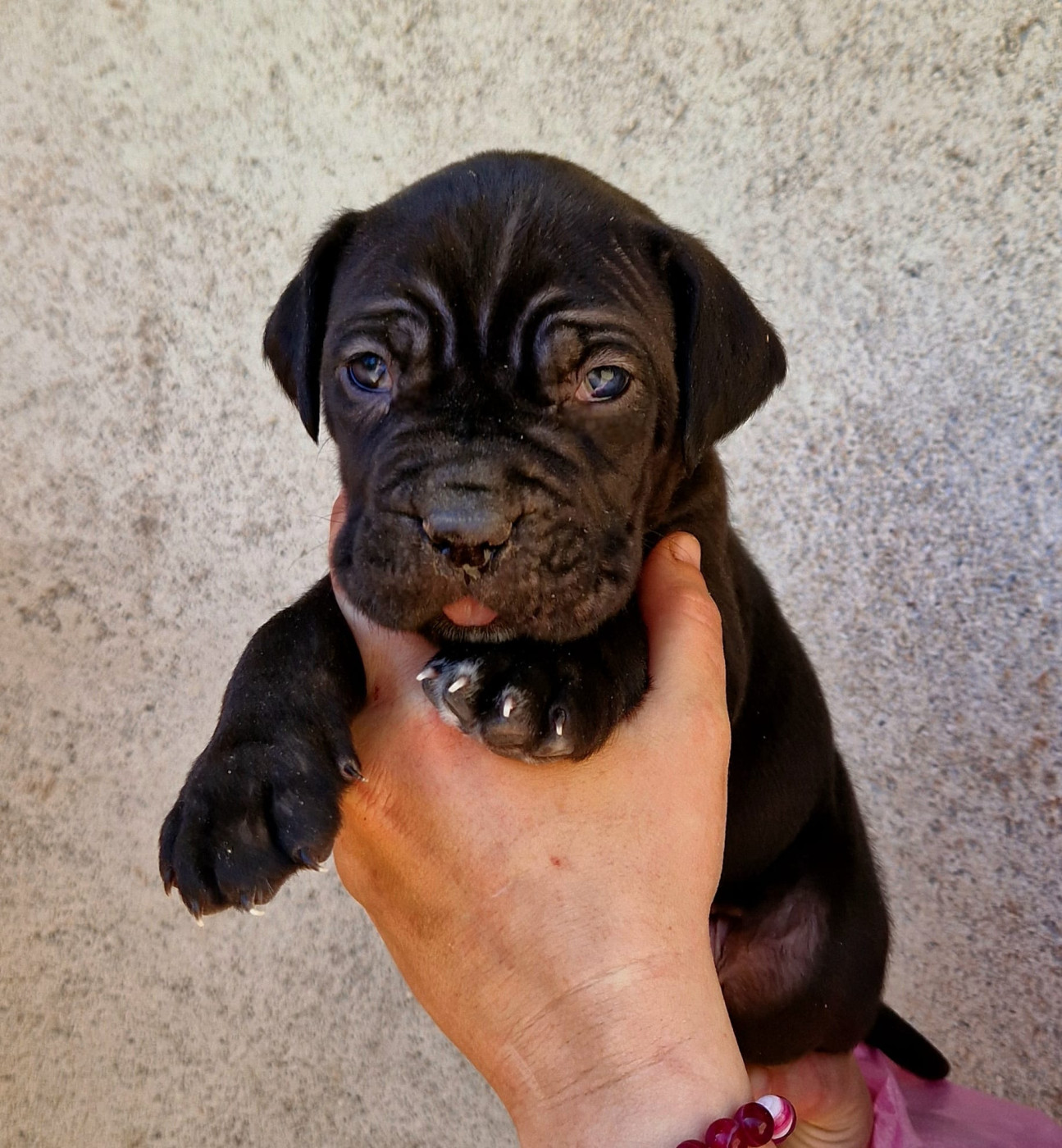 De La Tribu Amazone - Chiots disponibles - Cane Corso