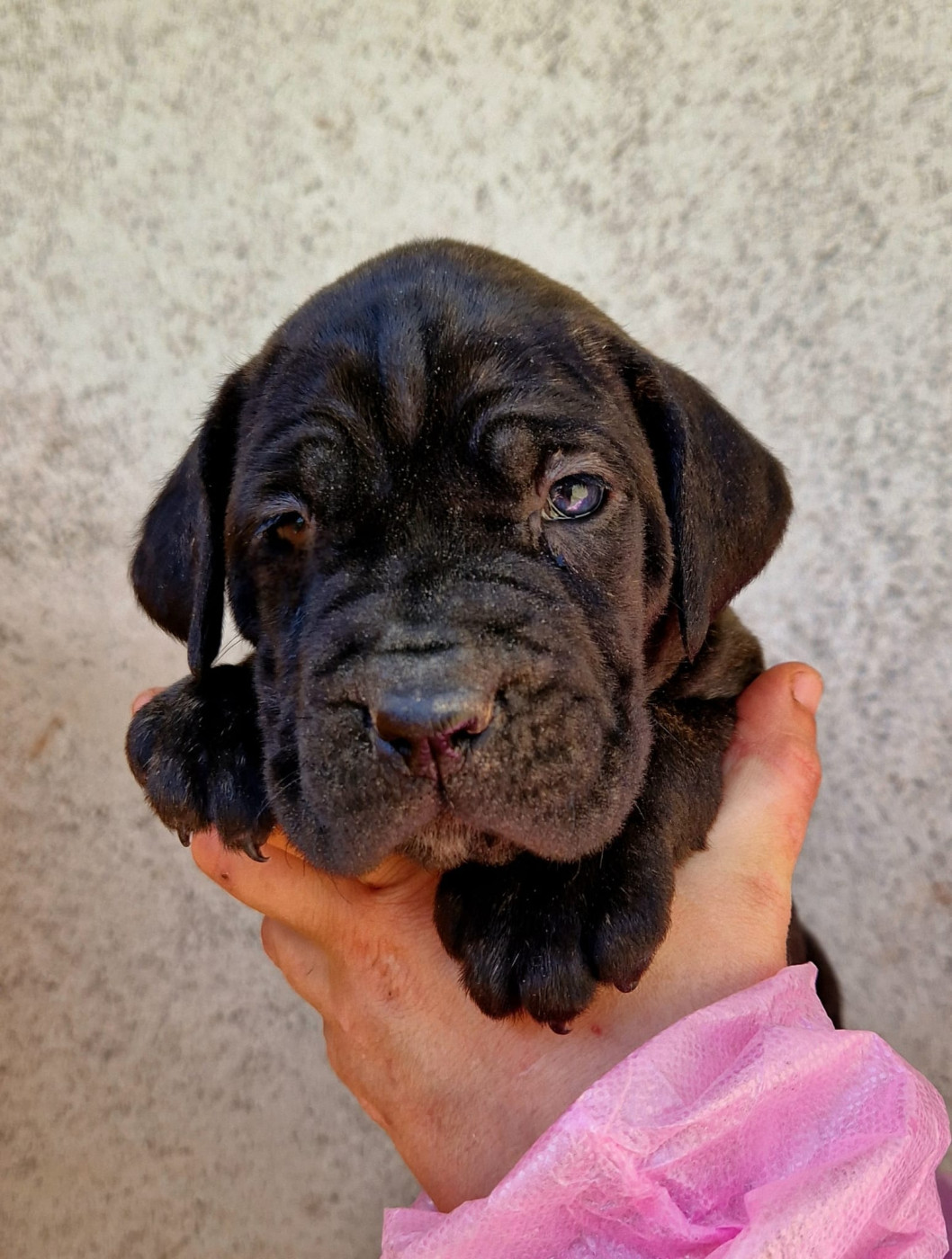 De La Tribu Amazone - Chiots disponibles - Cane Corso