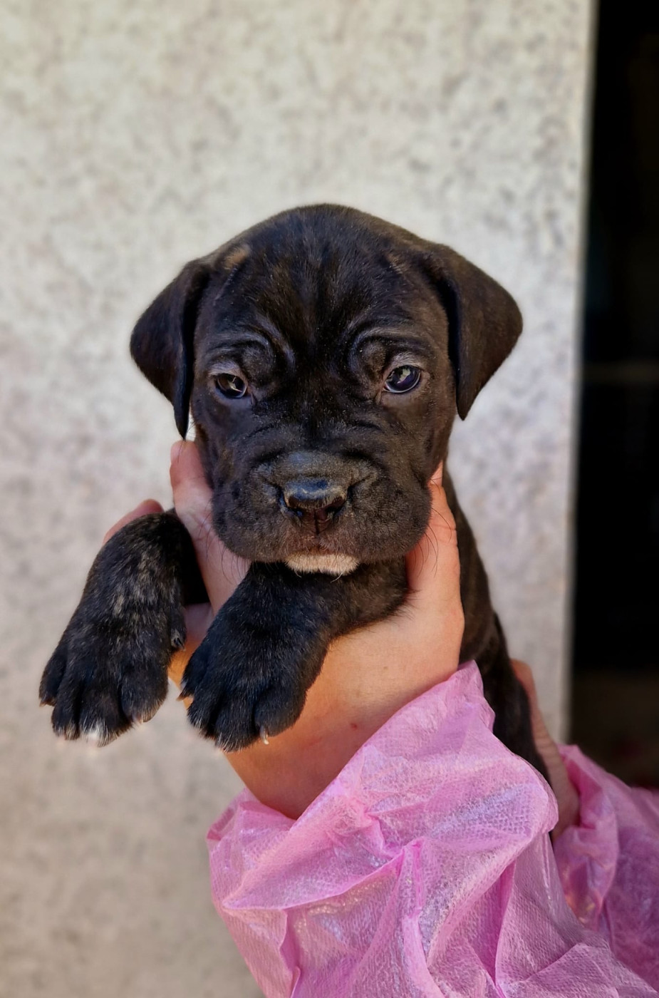 De La Tribu Amazone - Chiots disponibles - Cane Corso
