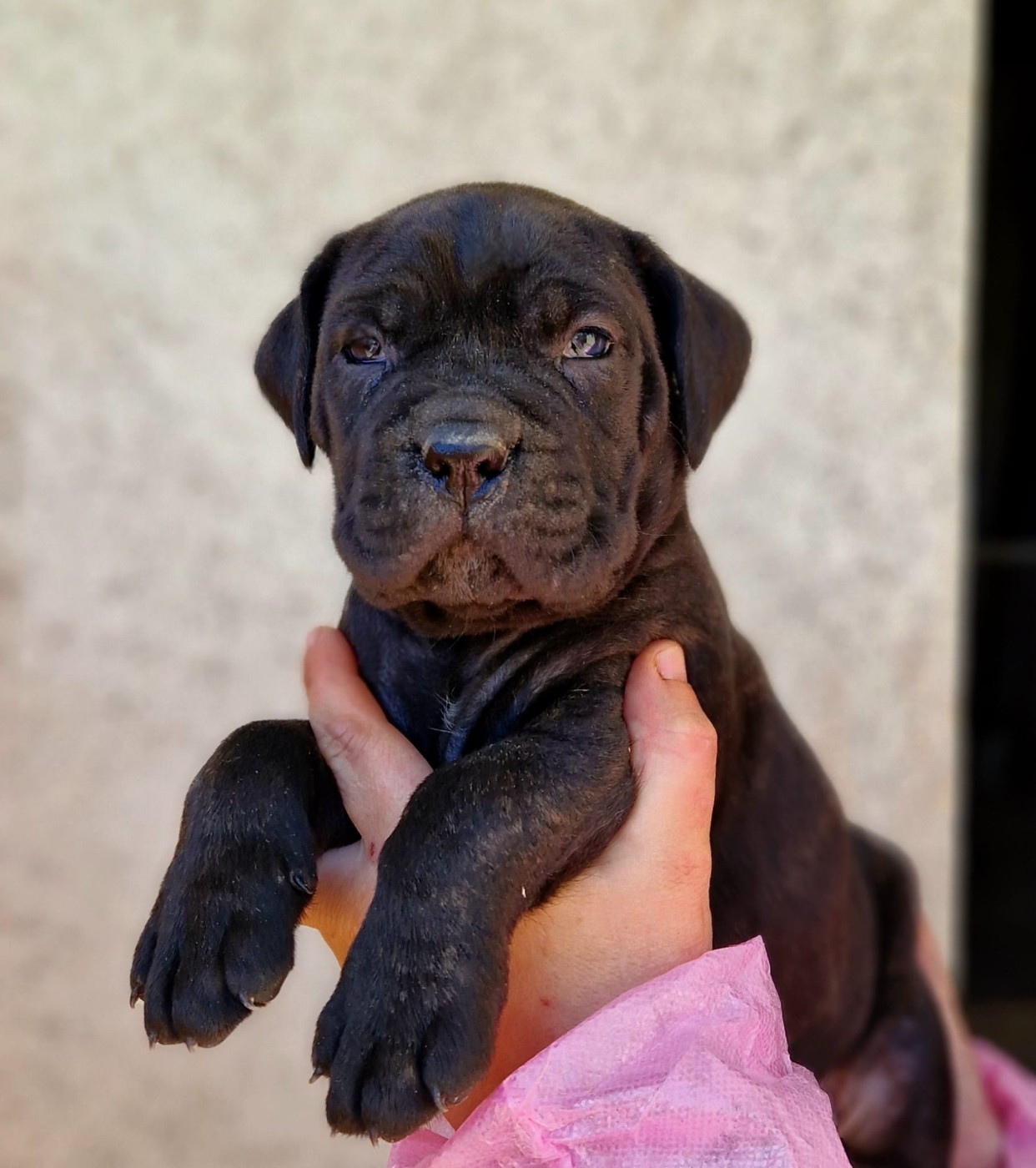 De La Tribu Amazone - Chiots disponibles - Cane Corso