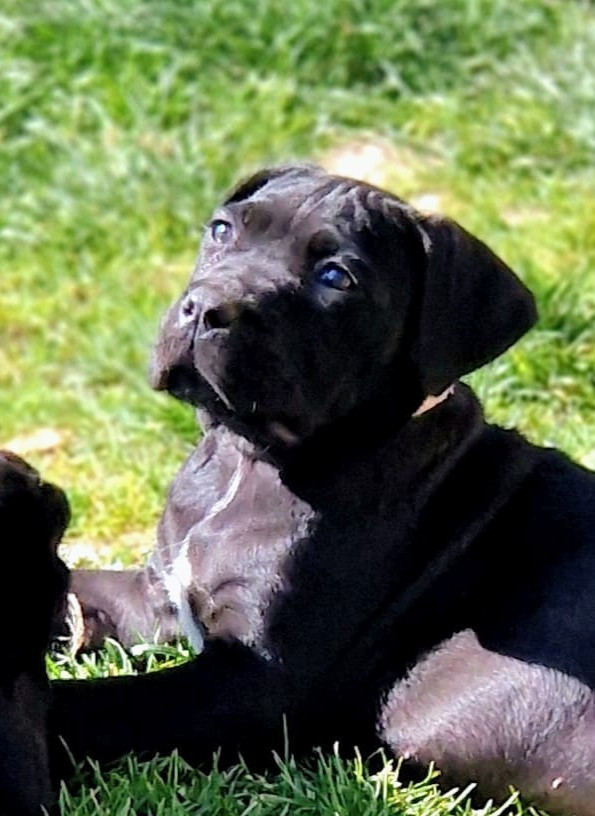 De La Tribu Amazone - Chiots disponibles - Cane Corso