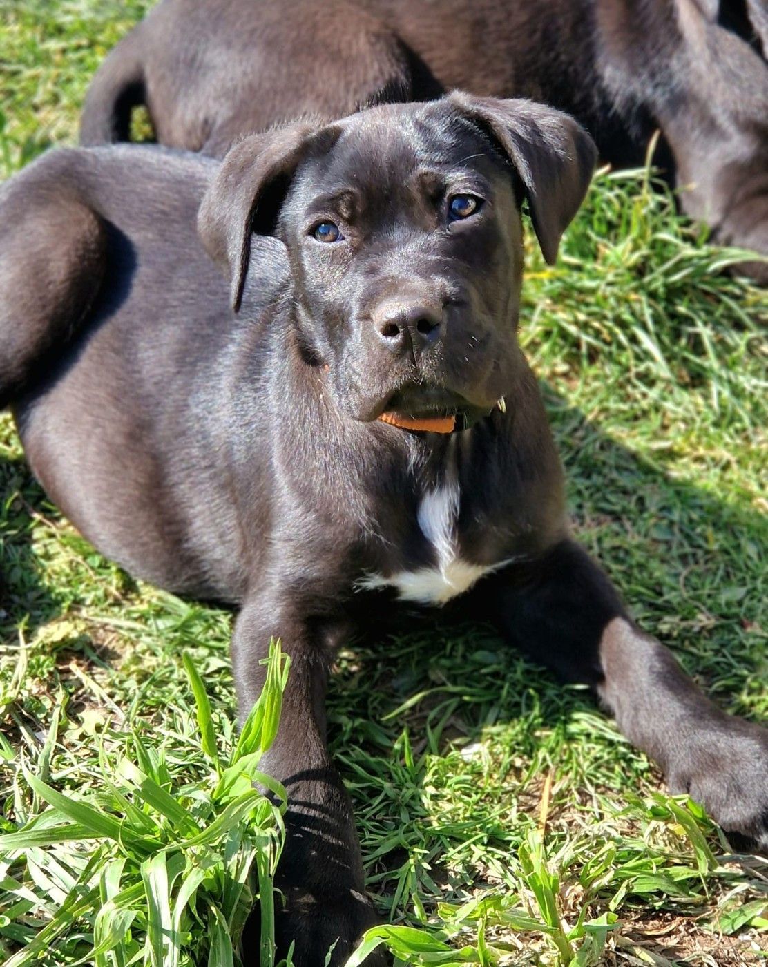 De La Tribu Amazone - Chiots disponibles - Cane Corso