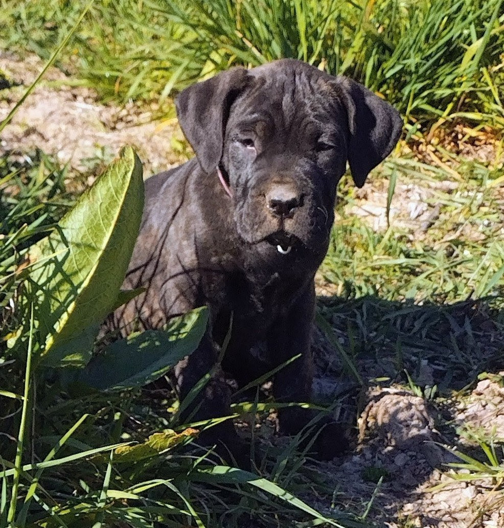 De La Tribu Amazone - Chiots disponibles - Cane Corso