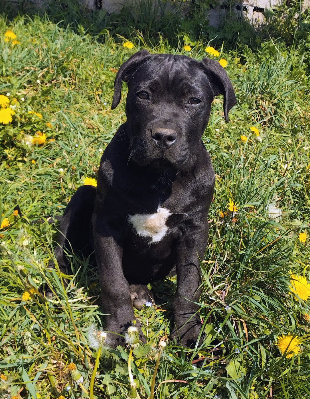 De La Tribu Amazone - Chiots disponibles - Cane Corso