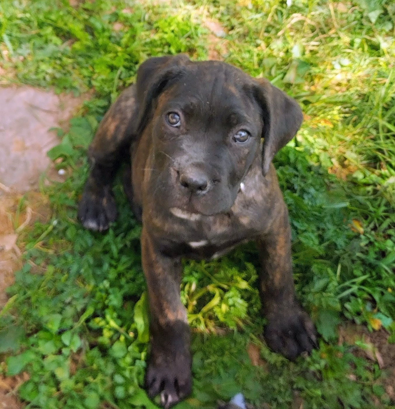 De La Tribu Amazone - Chiots disponibles - Cane Corso