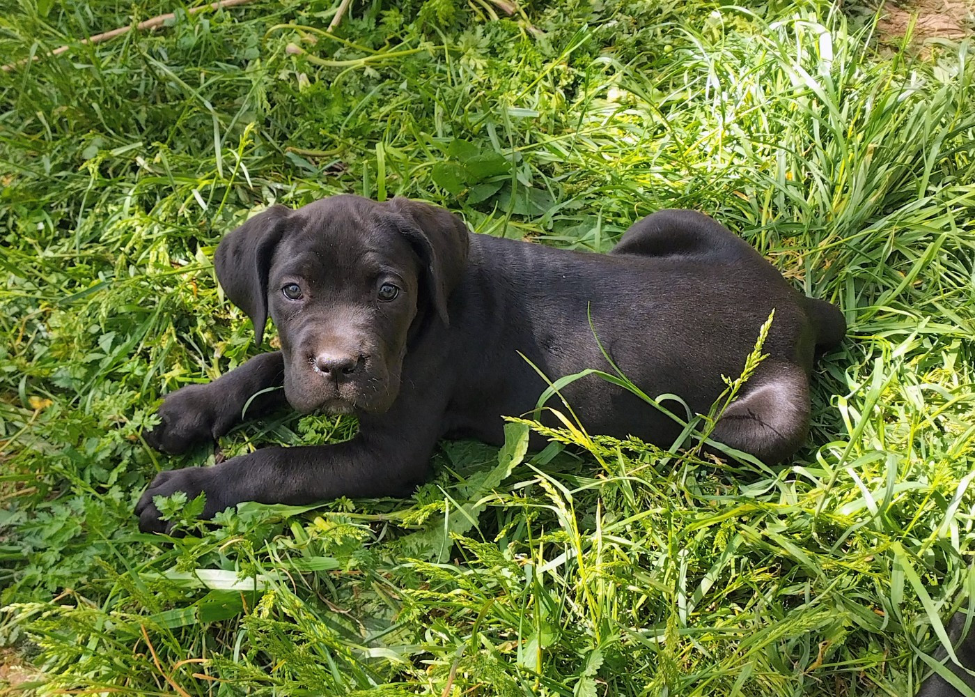 De La Tribu Amazone - Chiots disponibles - Cane Corso