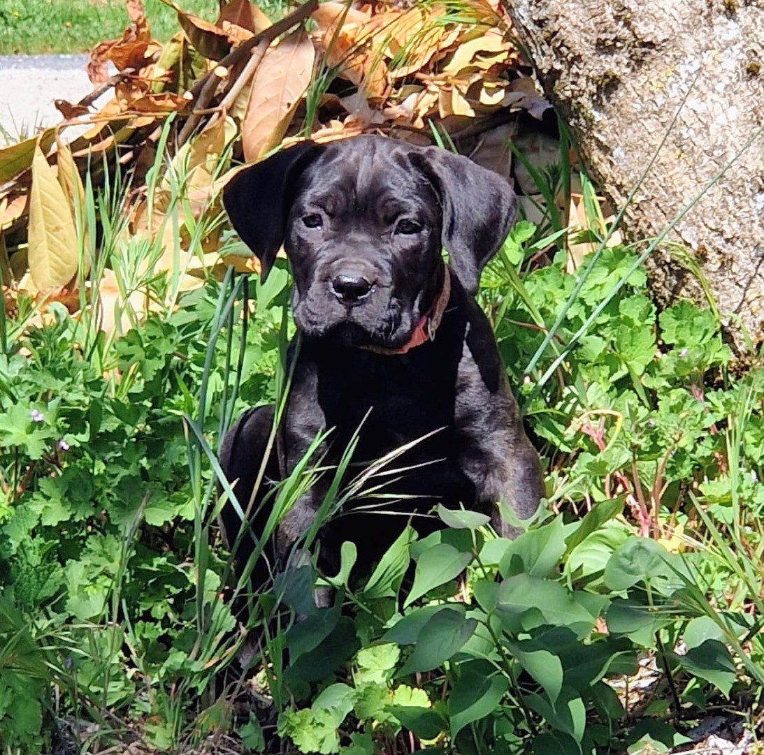 De La Tribu Amazone - Chiots disponibles - Cane Corso