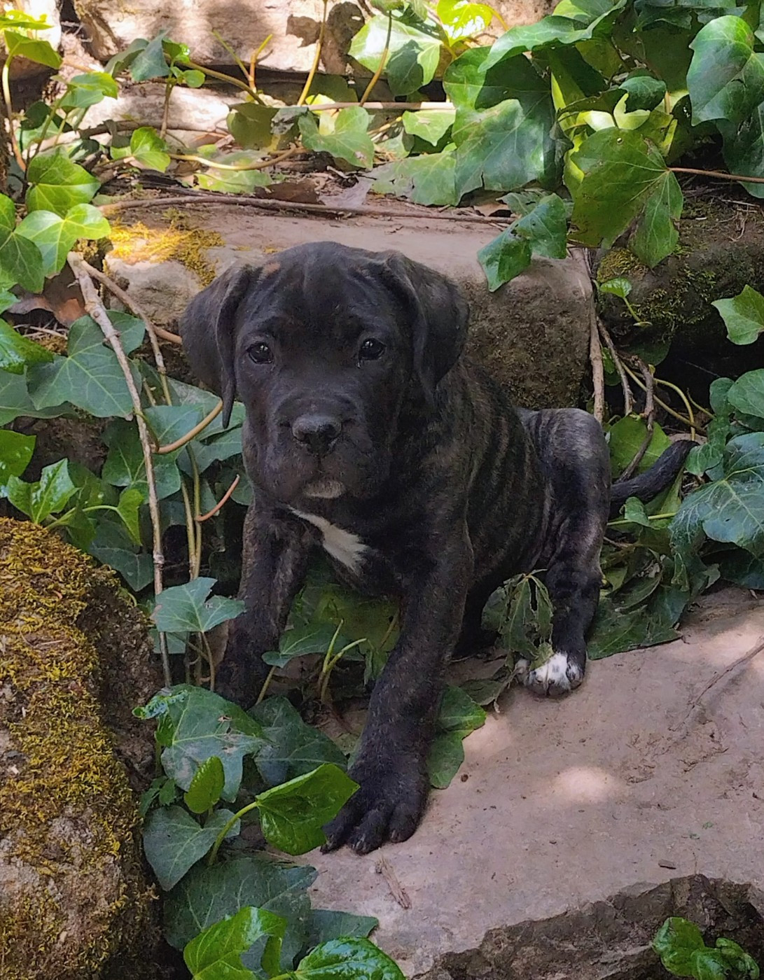 De La Tribu Amazone - Chiots disponibles - Cane Corso