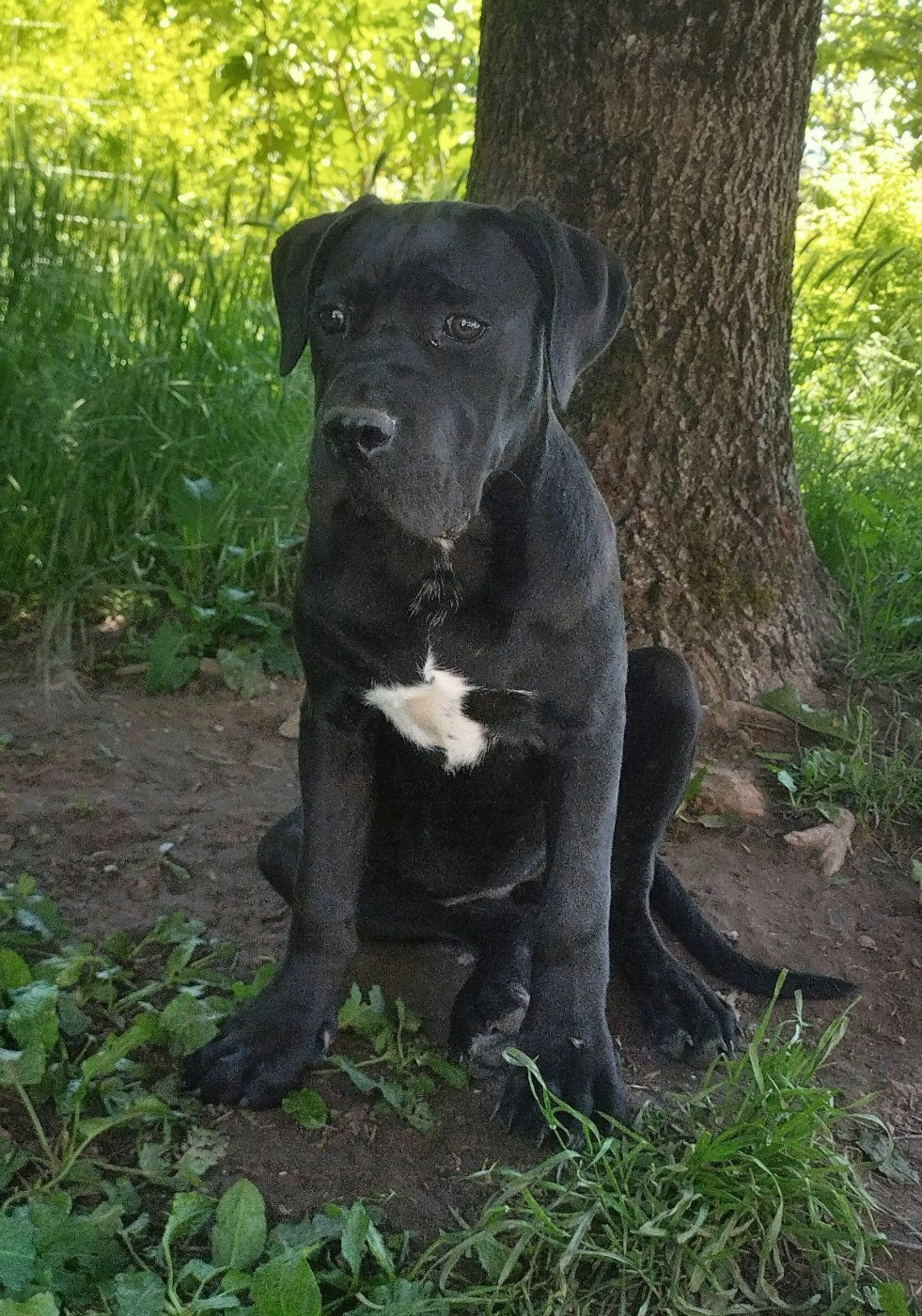 De La Tribu Amazone - Cane Corso - Portée née le 30/12/2025