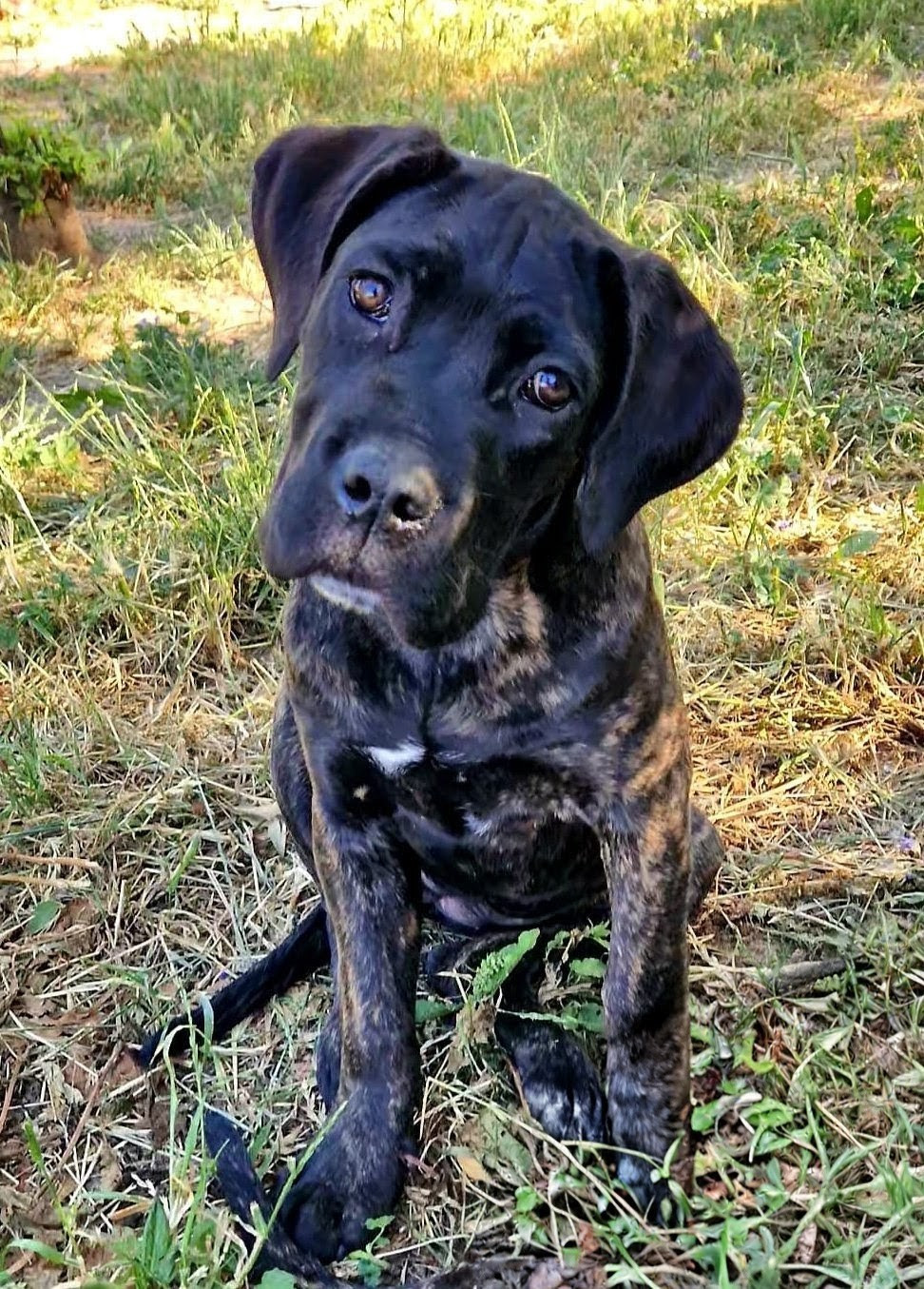 De La Tribu Amazone - Chiots disponibles - Cane Corso
