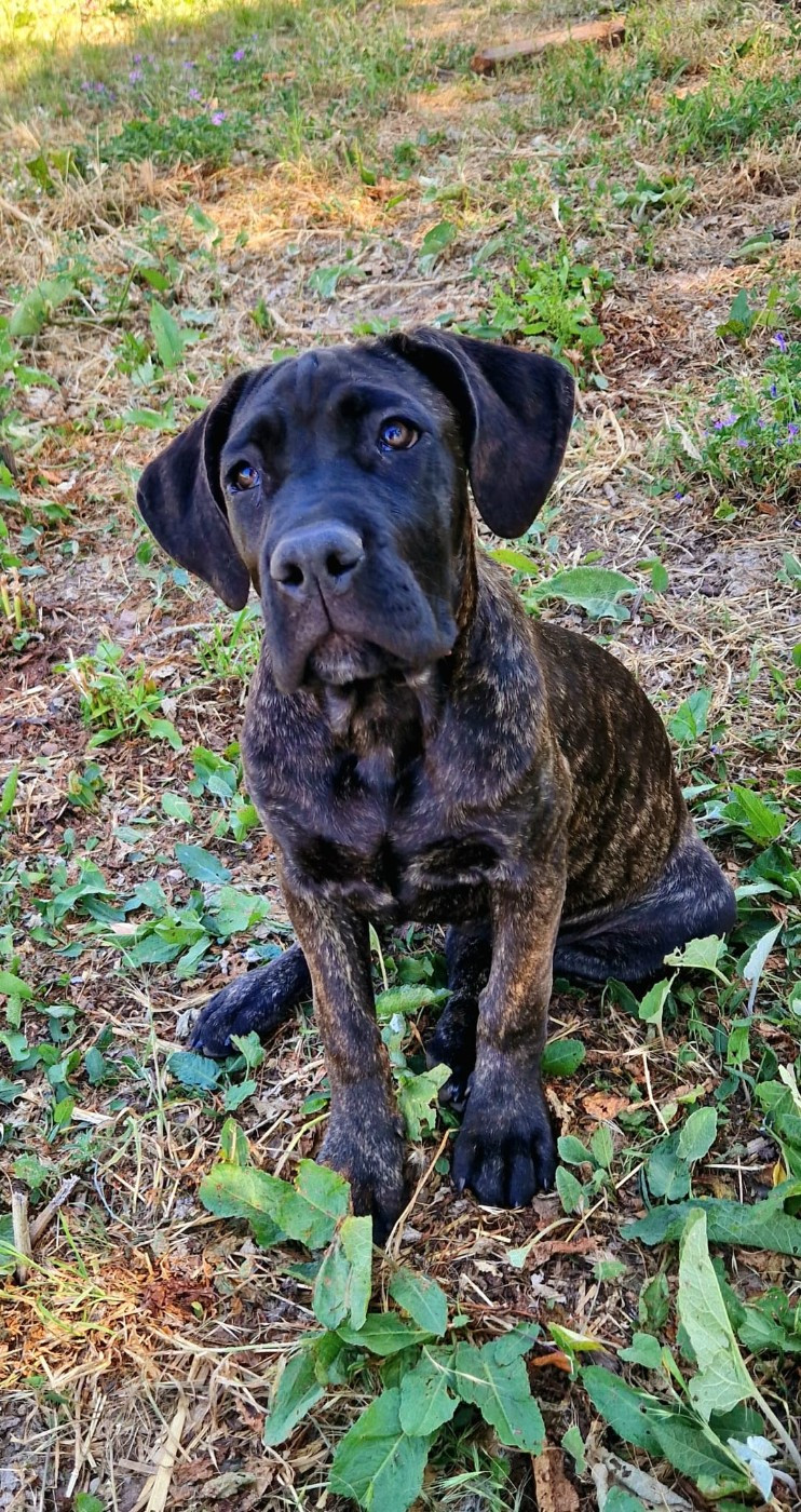 De La Tribu Amazone - Chiots disponibles - Cane Corso