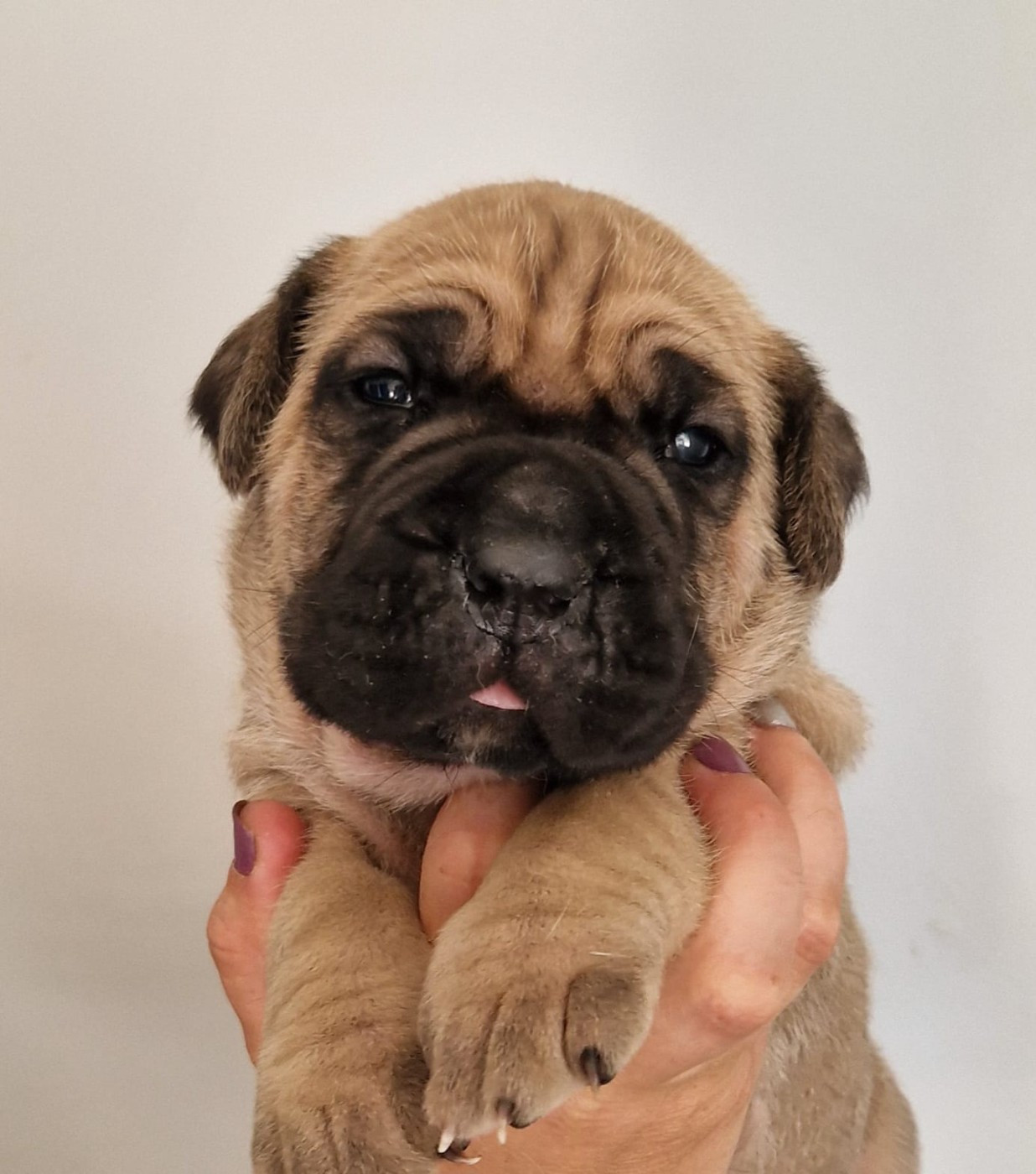 De La Tribu Amazone - Chiots disponibles - Cane Corso