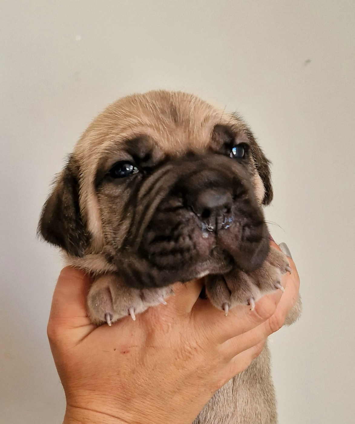 De La Tribu Amazone - Chiots disponibles - Cane Corso