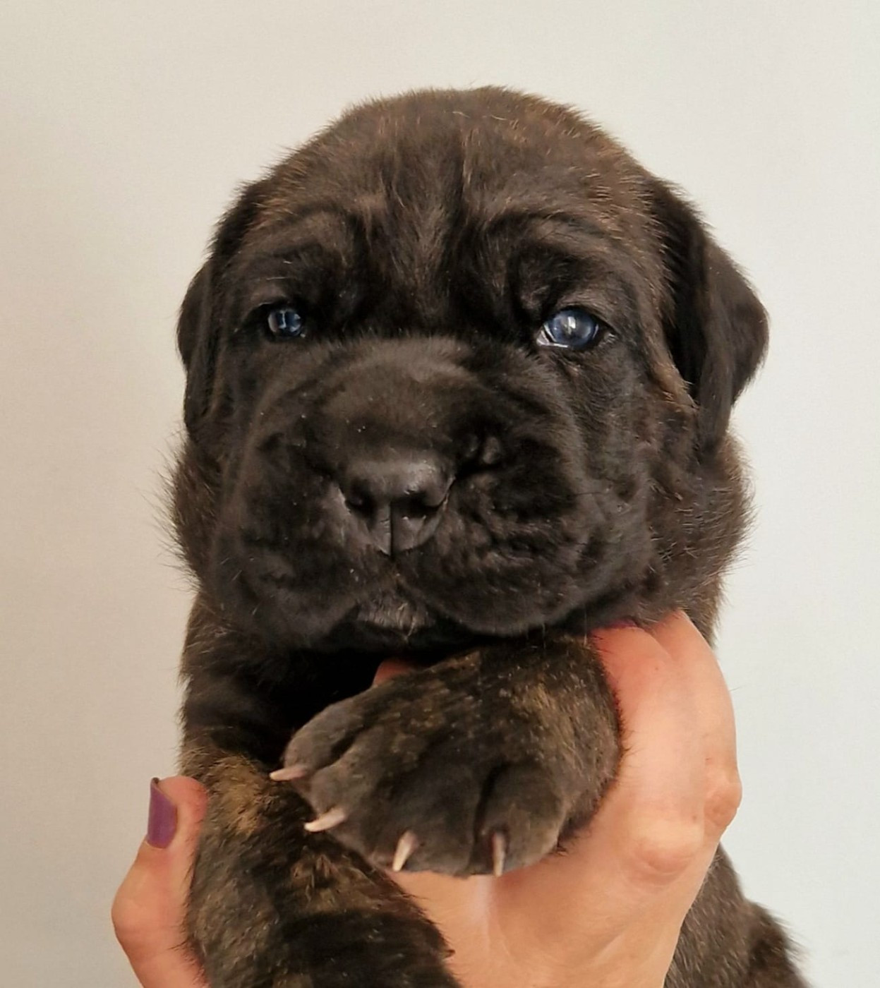De La Tribu Amazone - Chiots disponibles - Cane Corso