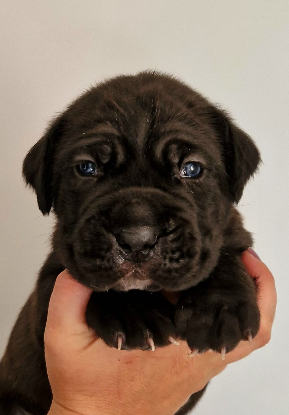 De La Tribu Amazone - Chiots disponibles - Cane Corso