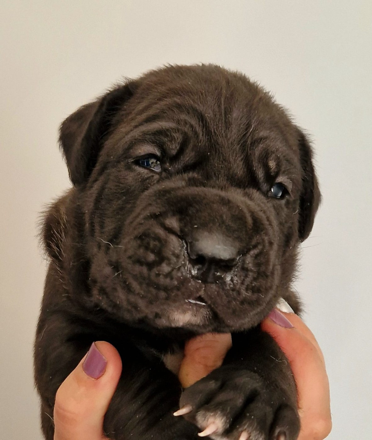 De La Tribu Amazone - Chiots disponibles - Cane Corso