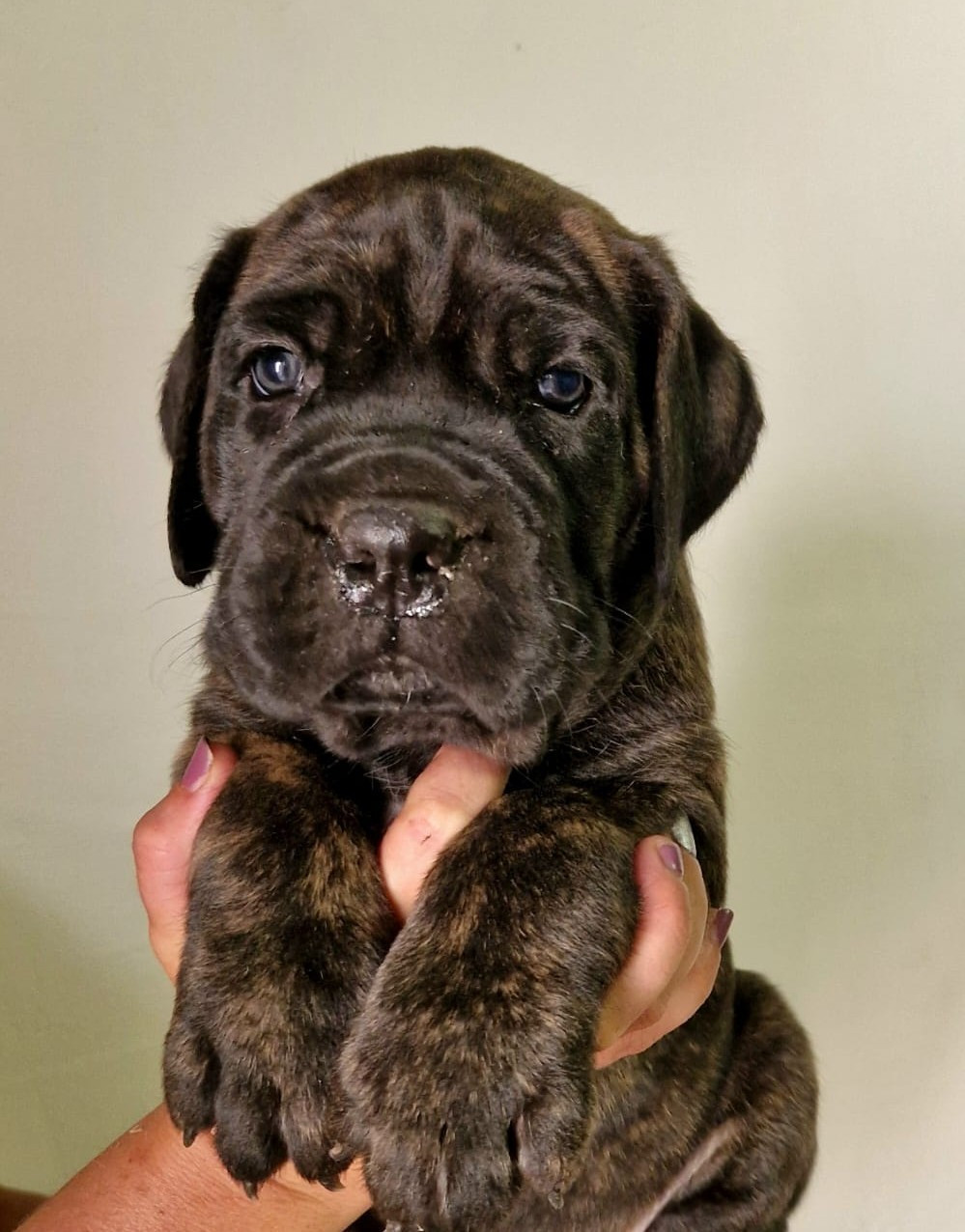De La Tribu Amazone - Chiots disponibles - Cane Corso