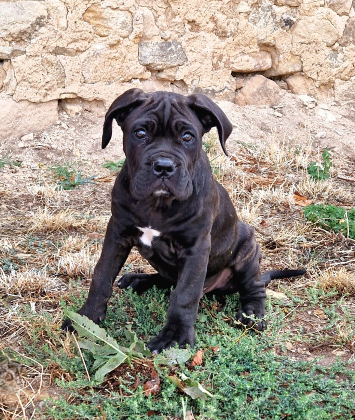 De La Tribu Amazone - Chiots disponibles - Cane Corso